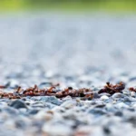 Close-up of ants on a gravel path in Ruinen, Netherlands, highlighting natural behavior.