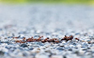 How To Choose Outdoor Ant Granules