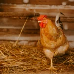 A colorful rooster standing on straw inside a rustic chicken coop, embodying farm life.