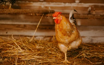 How to Choose Chicken Coop Thermometer Hygrometer: A Practical Buying Guide for 2026