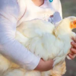 A child gently holding a fluffy white chicken outdoors in bright sunlight.