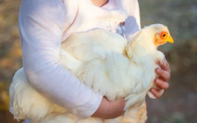 How to Choose Chicken Saddle For Hens: A Practical Buying Guide for 2026