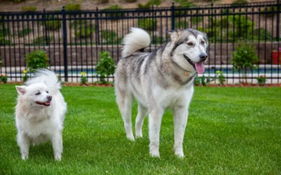 How to Choose Dog Proof Garden Fence: A Practical Buying Guide for 2026