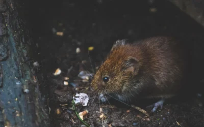 How To Choose Mole And Vole Repellent