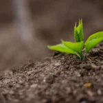 Tiny sprig with green leaves growing on fertile soil in field in farm