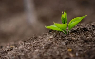 How To Choose Organic Fertilizer Granular: A Practical Buying Guide