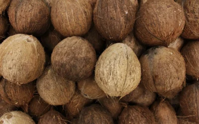 How To Choose Worm Bedding Coconut Coir: A Practical Buying Guide