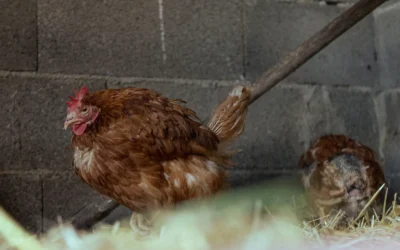 How To Clean Chicken Coop Bedding Hemp: 2026 Guide for Fresh Coops
