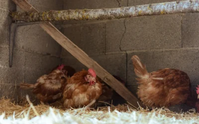 How To Insulate Chicken Coop For 6 Chickens: A Practical Buying Guide for 2026