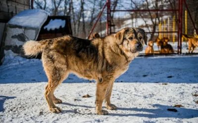 How To Insulate Outdoor Dog Kennel Large: A Practical Buying Guide