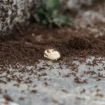 A large colony of ants swarming over a piece of food outdoors on a stone surface.