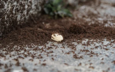 Maintain Outdoor Ant Granules