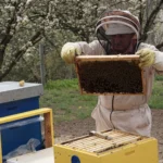 A beekeeper examines a hive frame in an outdoor apiary. Blossoming trees surround the area.