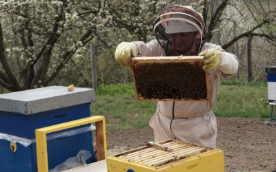 How To Maintain Bee Package Box: A Practical Buying Guide for 2026
