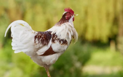 How To Maintain Chicken Leg Bands: A Practical Buying Guide for 2026