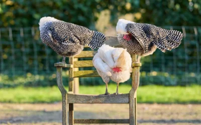 Maintain Chicken Saddle Guide