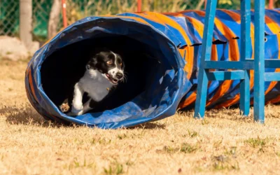 How To Maintain Dog Agility Kit Backyard: A Practical Buying Guide for 2026