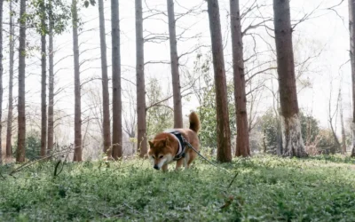 Maintain Outdoor Dog Waste Dispenser