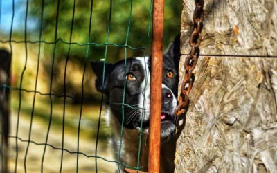 Maintain Wireless Dog Fence Guide