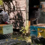 A beekeeper in protective gear examines beehives with smoker exuding smoke.
