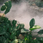 A serene scene of lush tropical leaves beside a steaming hot spring, capturing nature's tranquility.