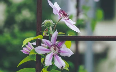 Maintain Raised Bed With Trellis Guide