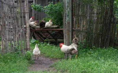 How To Ventilate Chicken Coop Predator Apron: A Practical Buying Guide