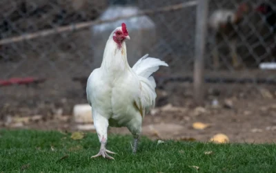 Large Metal Chicken Run 10X20 Guide