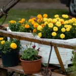A charming display of yellow and orange marigolds in rustic, outdoor planters, creating a lively garden scene.