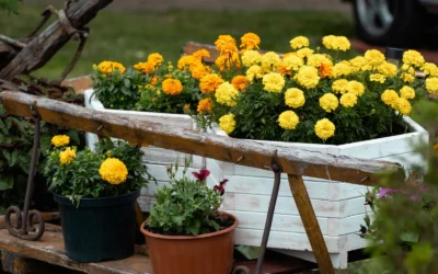 Root & Vessel Countryside Railing Planter Box vs 4-Pack Railing Planter Boxes with 2 Sets: Which Deck Planter Is Right for You?