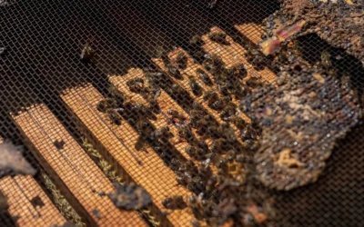 Queen Excluder Buying Guide