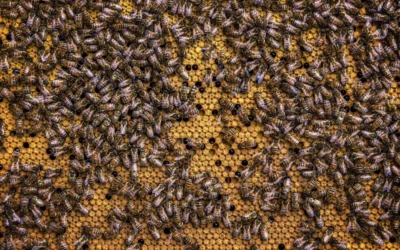 Ambrose Bee Supply Queen Excluder vs Beekeeping bee Pollen Trap for bee Hives 10 Frame: Which Hive Tool Matches Your Harvest Goal in 2026?