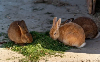 How to Choose a Rabbit Hutch for Outdoors: A Practical Buying Guide