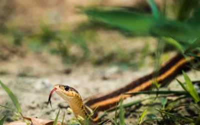 LEBMP vs Victor: Snake Repellent Showdown