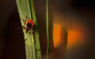 How to Choose Tick Tube Rodent Bait: A Practical Buying Guide for 2026