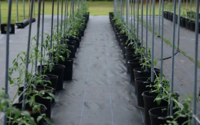 Tomato Cage Vs Drip Irrigation Kit We Recommend in 2026