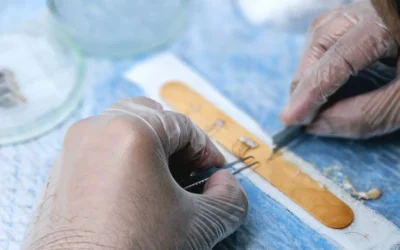 How to Choose Varroa Mite Treatment Strips: A Practical Buying Guide for 2026