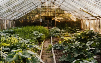 15x7 Walk-In Greenhouse vs GOJOOASIS 15x7