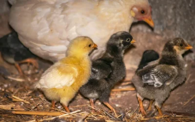 Chicken Coops We Recommend for Backyard Flocks in 2026