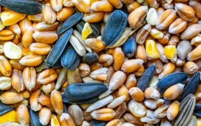 Best Cover Crop Seed Mix for Fall Gardens: 2026 Top 7 Picks