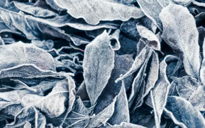Best Frost Cloth for Raised Beds in 2026: Warm Pick