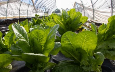 Best Greenhouse Hoop Kit for Raised Garden Beds: 8 Picks for 2026