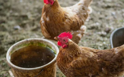 4 Heated Chicken Waterers for Icy Coops in 2026