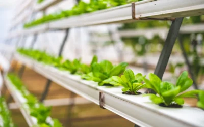 Close-up of hydroponic lettuce plants growing in a greenhouse setting in India.