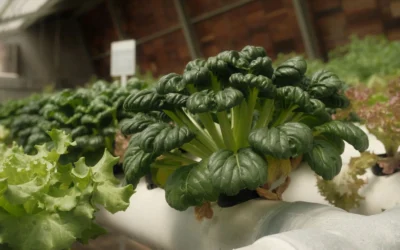 Hydroponics and Indoor Gardens We Recommend in 2026