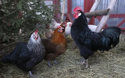 Best Insulated Chicken Coop Covers for Freezing Winters in 2026
