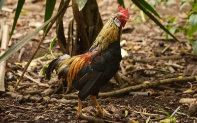 Chicken Coop Heaters We Recommend for Cold Winters in 2026