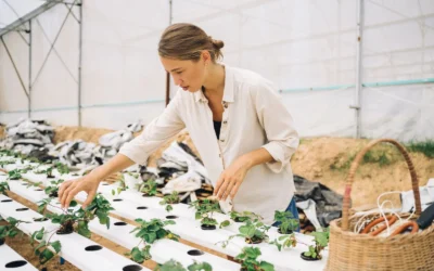 Hydroponics for Beginners: Simple Systems vs DWC Hydroponic Cannabis: A Complete Guide to Deep: Which One Is Easier for Your First Grow?