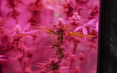 How to Choose an LED Grow Light for Indoor Herbs: A Practical Buying Guide