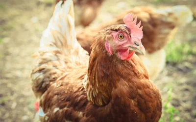 Scratch and Peck Feeds | Layer Crumbles vs New Country Organics | Corn-Free Classic Layer: Which Organic Feed Is Worth It?